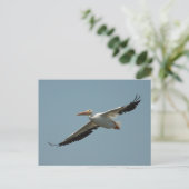 Carte postale Américaine White Pélican (Debout devant)