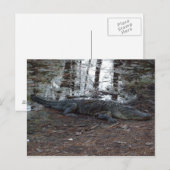 Carte postale American Alligator (Devant / Derrière)