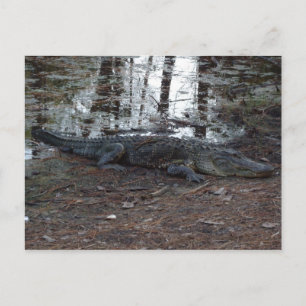 Carte postale American Alligator