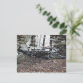 Carte postale American Alligator (Debout devant)
