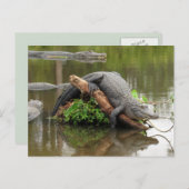 Carte postale American Alligator (Devant / Derrière)