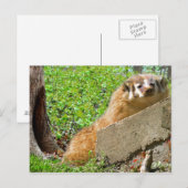 Carte Postale American Badger : Appel de réactivation (Devant / Derrière)