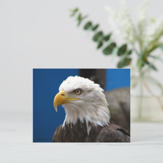 Carte postale American Bald Eagle (Debout devant)