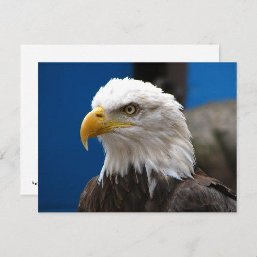Carte postale American Bald Eagle (Devant / Derrière)