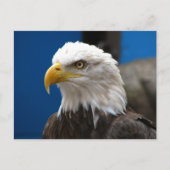 Carte postale American Bald Eagle (Devant)