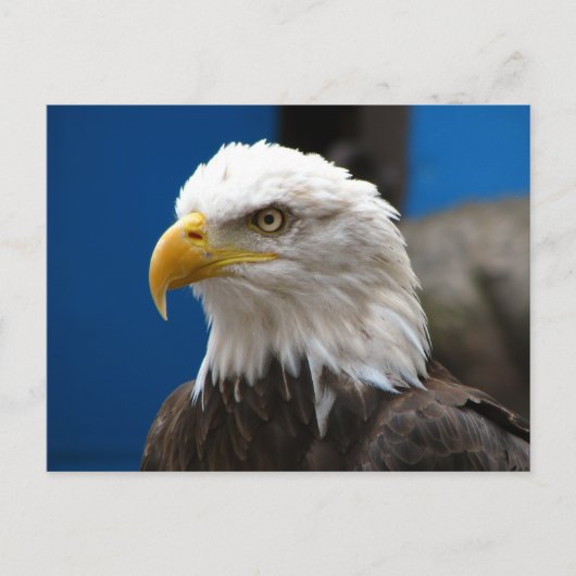 Carte postale American Bald Eagle (Devant)
