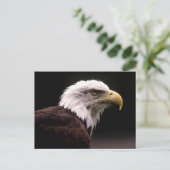 Carte postale American Bald Eagle (Debout devant)
