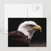 Carte postale American Bald Eagle (Devant / Derrière)