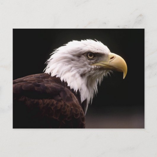 Carte postale American Bald Eagle (Devant)