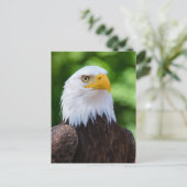 Carte postale American Bald Eagle (Debout devant)