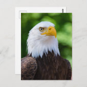 Carte postale American Bald Eagle (Devant / Derrière)