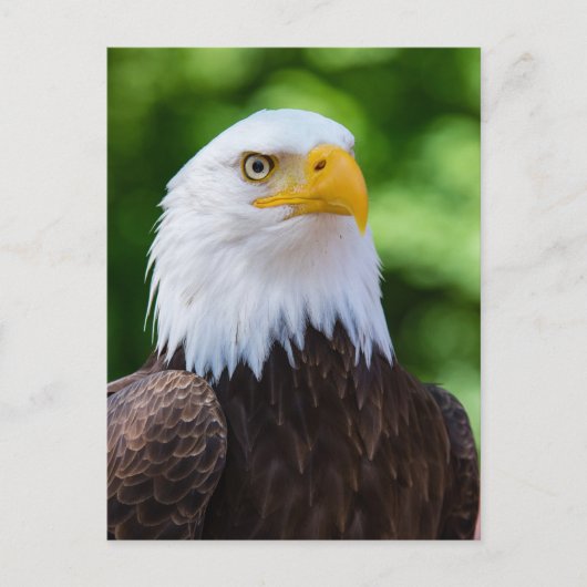 Carte postale American Bald Eagle (Devant)