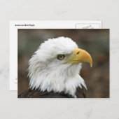 Carte Postale American Bald Eagle 2 (Devant / Derrière)