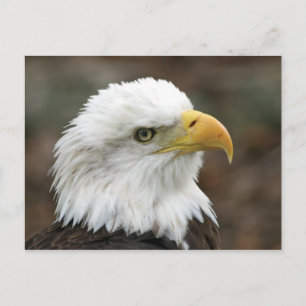 Carte Postale American Bald Eagle 2