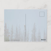 Carte Postale American Bald Eagle 8974 (Dos)