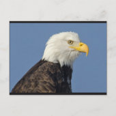 Carte postale American Bald Eagle II (Devant)