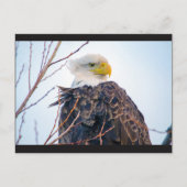 Carte postale American Bald Eagle IV (Devant)