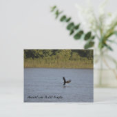 Carte Postale American Bald Eagle ~ Minnesota (Debout devant)