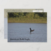 Carte Postale American Bald Eagle ~ Minnesota (Devant / Derrière)