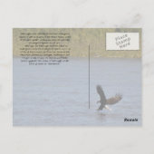 Carte Postale American Bald Eagle ~ Minnesota (Dos)