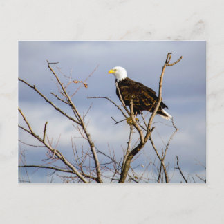 Carte postale American Bald Eagle V