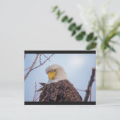 Carte postale American Bald Eagle VII (Debout devant)