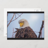 Carte postale American Bald Eagle VII (Devant / Derrière)