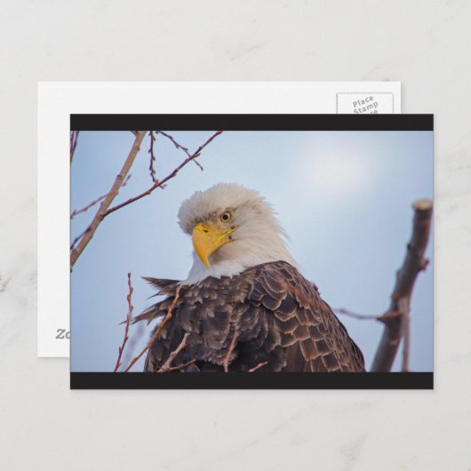 Carte postale American Bald Eagle VII (Devant / Derrière)