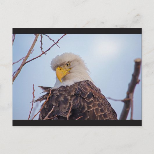 Carte postale American Bald Eagle VII (Devant)