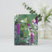 Carte Postale American Beautyberry # 1 (Debout devant)