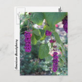 Carte Postale American Beautyberry # 1 (Devant / Derrière)