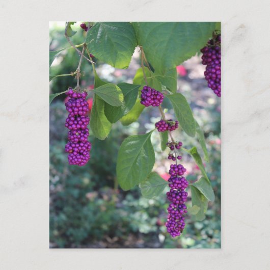 Carte Postale American Beautyberry # 1 (Devant)