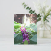 Carte Postale American Beautyberry # 3 (Debout devant)