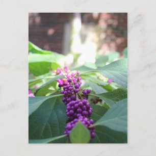 Carte Postale American Beautyberry # 3