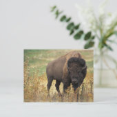 Carte postale American Bison (Debout devant)