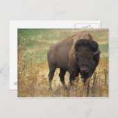 Carte postale American Bison (Devant / Derrière)