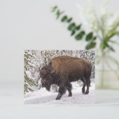 Carte postale American Bison (Bison Bison) (Debout devant)