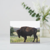 Carte postale American Bison Oklahoma (Debout devant)