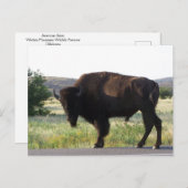 Carte postale American Bison Oklahoma (Devant / Derrière)