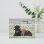 Carte Postale American Bison Postcard (Debout devant)