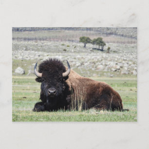Carte Postale American Bison Postcard