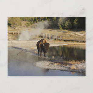 Carte Postale American Bison Yellowstone Wildlife Photography