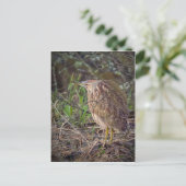 Carte Postale American Bittern (Debout devant)