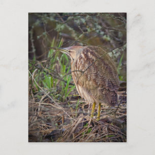 Carte Postale American Bittern