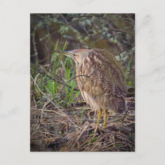 Carte Postale American Bittern (Devant)