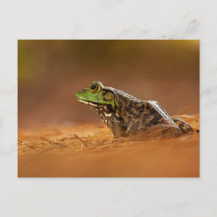 Carte Postale American Bullfrog assis sur l'affiche des aiguille