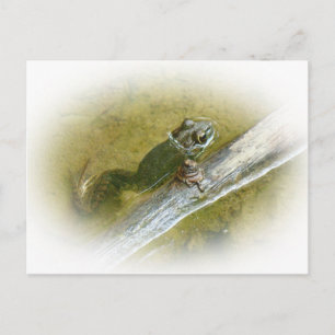 Carte Postale American Bullfrog - Rana catesbeiana