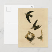 Carte Postale American (Chimney) Swift Audubon, Birds of America (Devant / Derrière)