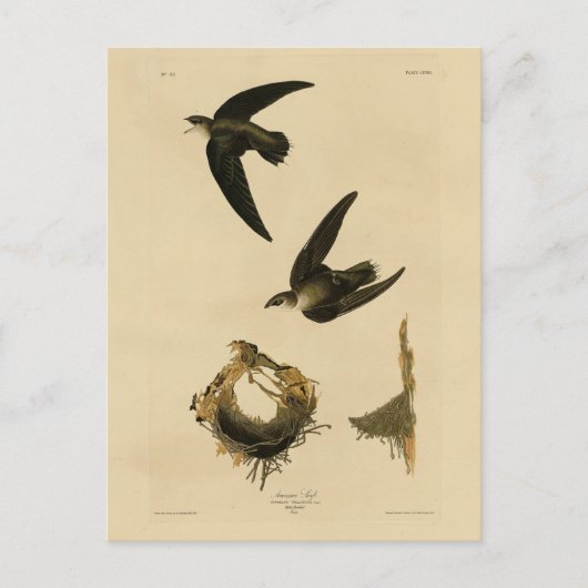 Carte Postale American (Chimney) Swift Audubon, Birds of America (Devant)