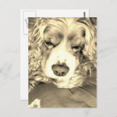 Carte Postale American Cocker Spaniel (Devant / Derrière)